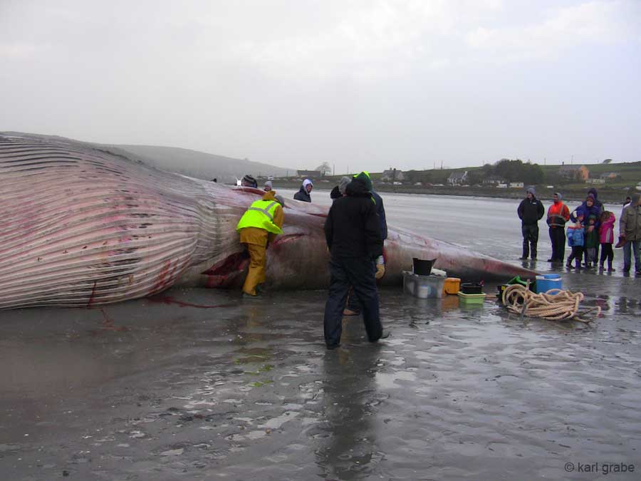 IMG_0419