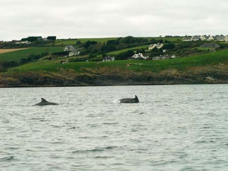 KG277622 calf