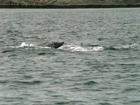 KG278931 fluke nick
