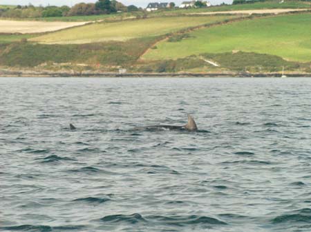 KG279081 dorsal