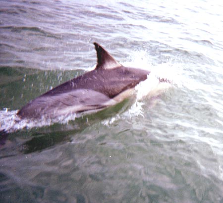 Dolphin0Slide