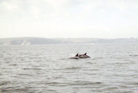 Dolphin16SlideContrast