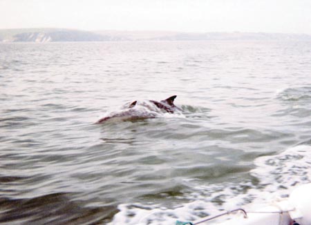Dolphin18Slide2