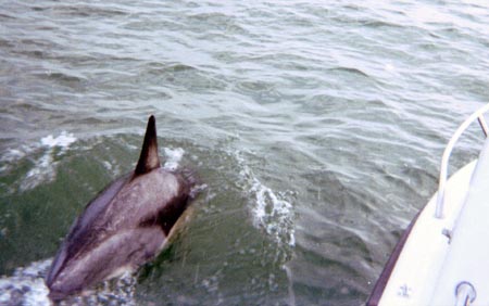 Dolphin3Slide