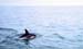 Dolphin000Slide