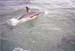 Dolphin00Slide