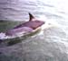 Dolphin0Slide