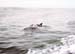 Dolphin18Slide2