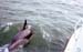 Dolphin3Slide
