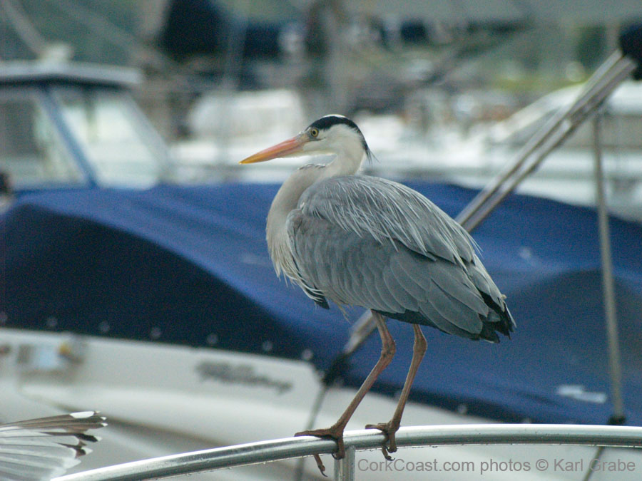KG021518 heron castlepark