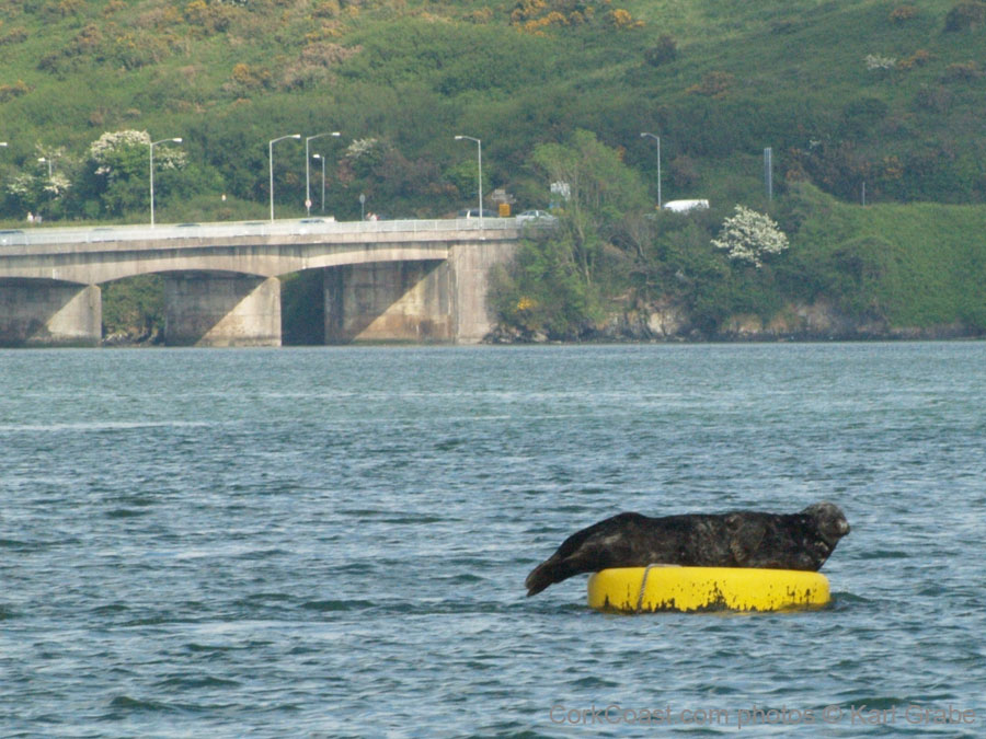 KG091955 seal kinsale