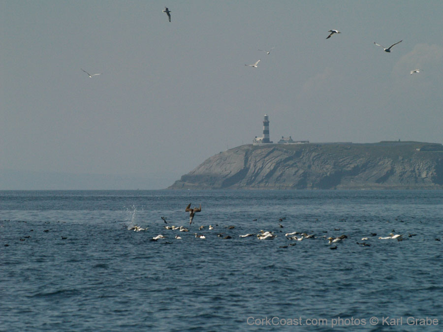KG133431 diving gannets