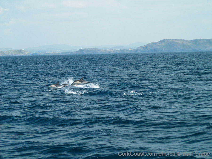 KG173954 common dolphin baltimore