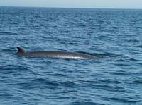 KG073018 minke whale