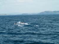 KG173954 common dolphin baltimore