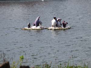 IMG_0402 crosshaven penquins