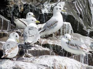 IMG_0548e kittiwakes kinsale