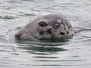 IMG_0572 charlie kinsale seal