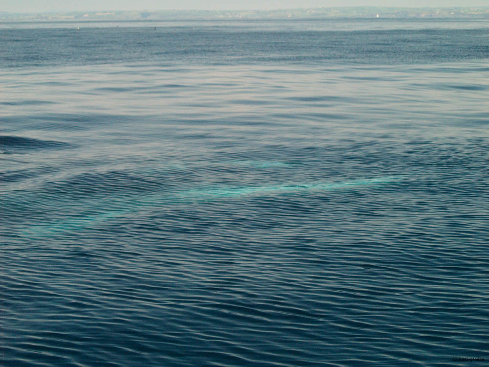 KG130343 far one just dived near one coming up