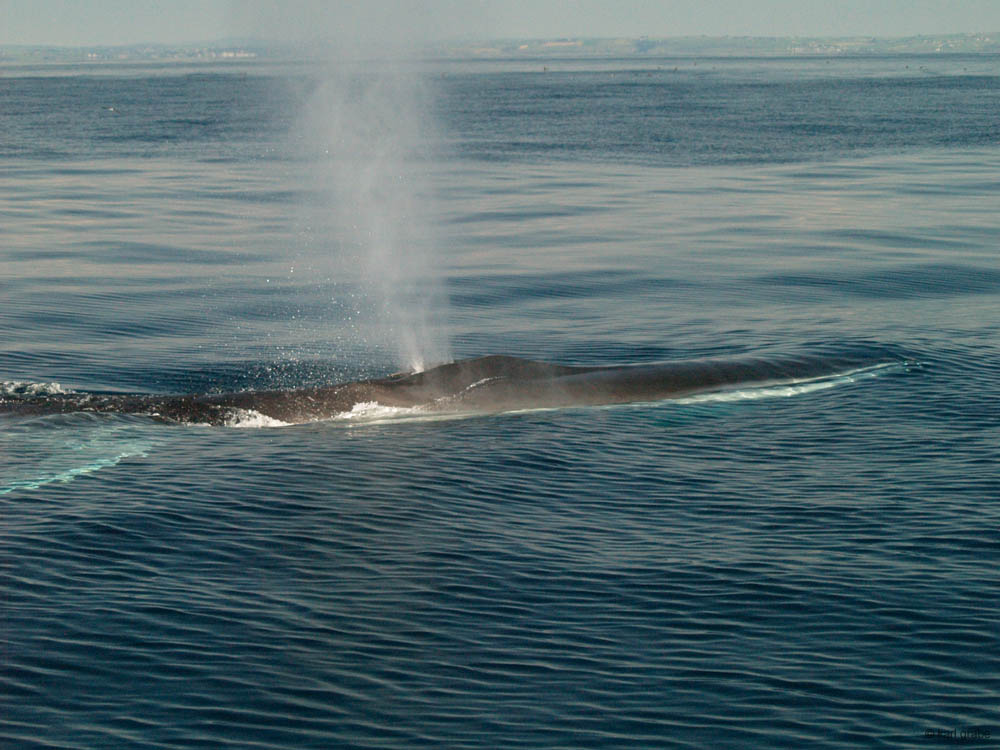 KG130353 6m blow from the fin whale