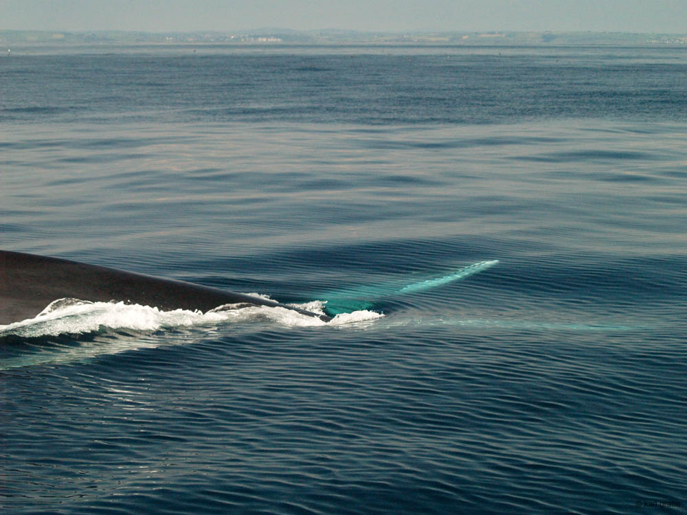 KG130359 2 pectoral fins push to dive