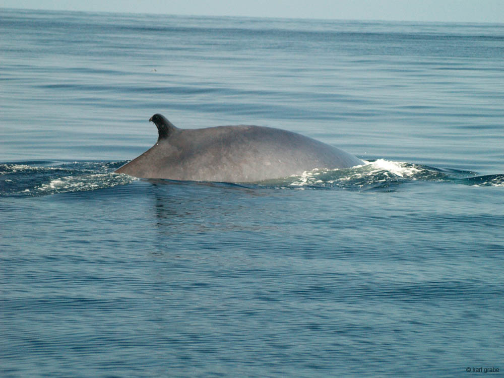 KG130377