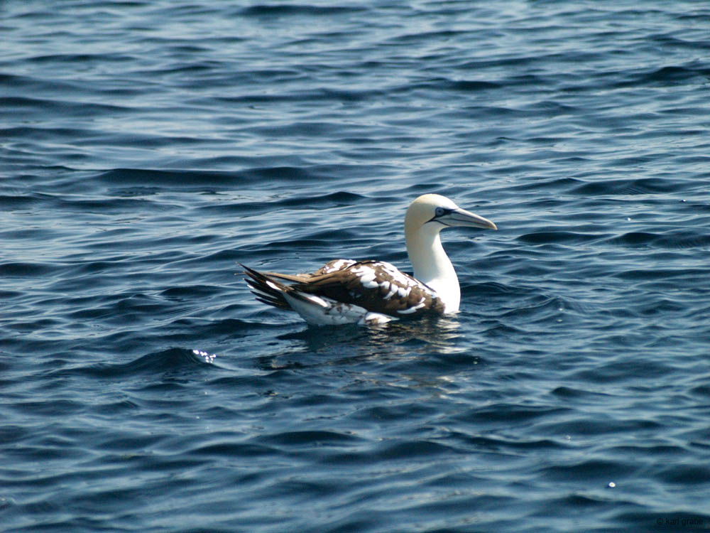KG130399 juv gannet