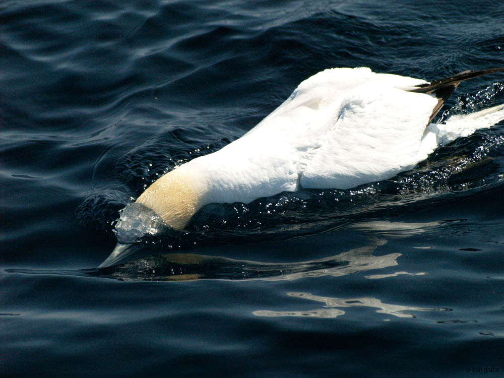 KG130401 gannet looking for fish