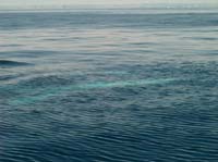 KG130343 far one just dived near one coming up