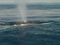 KG130353 6m blow from the fin whale