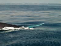 KG130359 2 pectoral fins push to dive