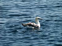 KG130399 juv gannet