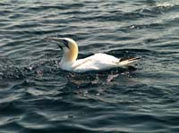 KG130418 gannet