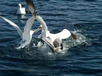 KG130424 gannet wins...