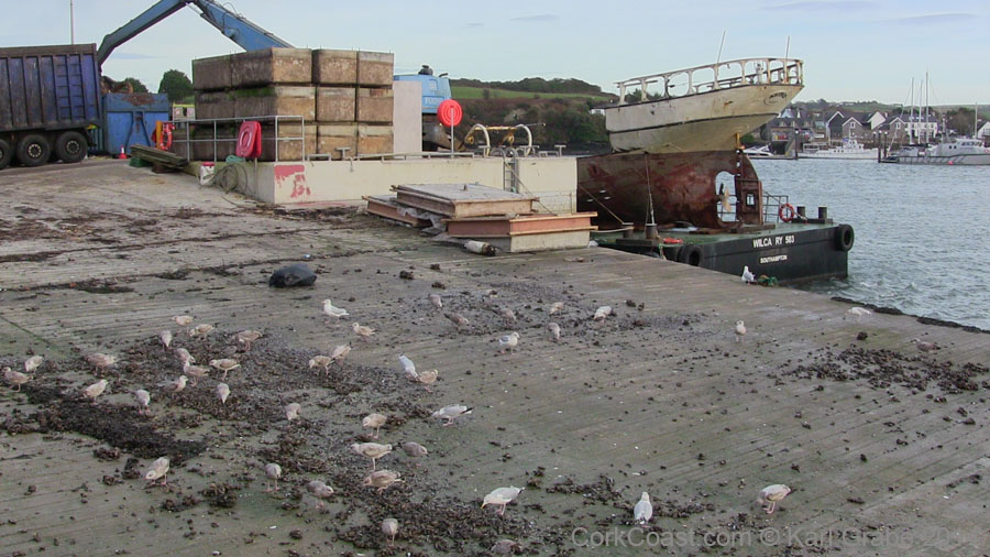 IMG_0848 Astrid Kinsale 2013.12.08