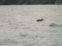 KG272892