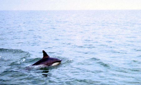 Dolphin000Slide