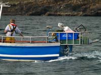 KG290492 seagull passenger dunworly