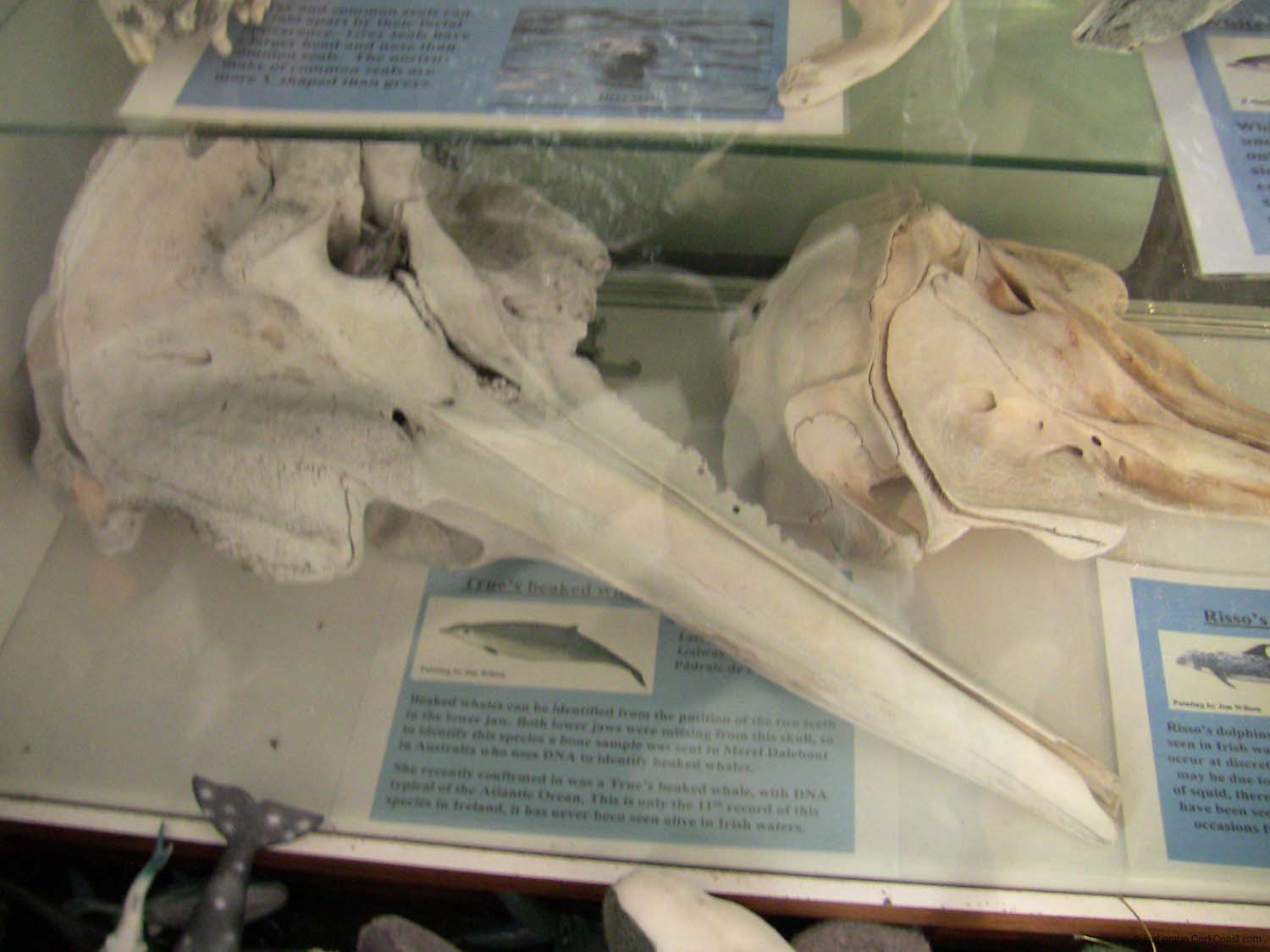 IMG_3175 true beaked whale and rissos dolphin