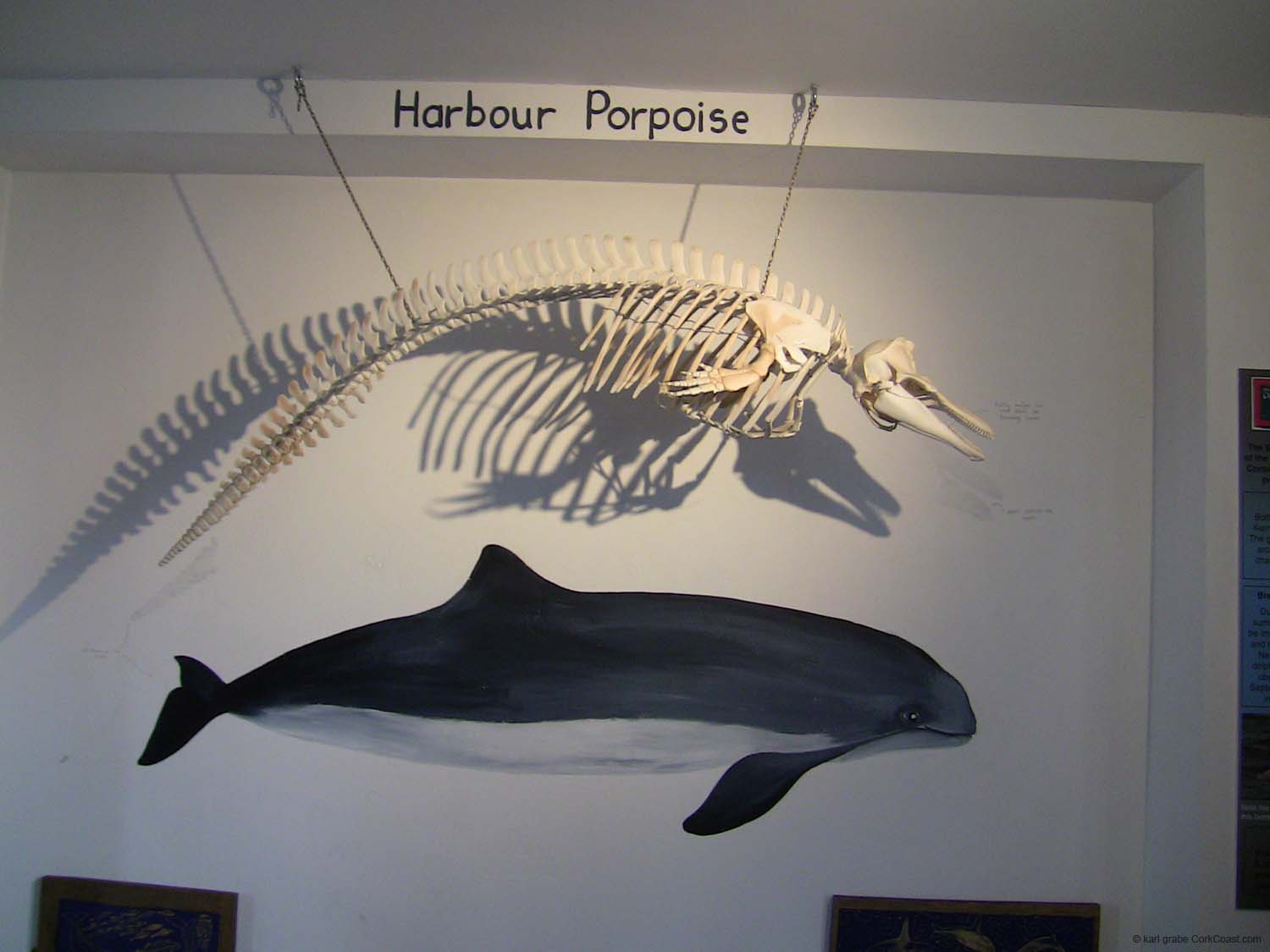 IMG_3176 harbour porpoise skeleton