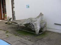 IMG_3162 sperm whale skull