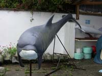 IMG_3192 Fungi Dingle Dolphin