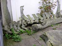 IMG_3195 fin whale spine