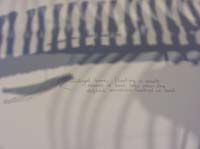 IMG_3202 common dolphin vestigal leg bones